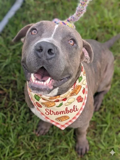 A young large-sized male Mixed Breed dog named Stromboli for adoption in Jacksonville, FL