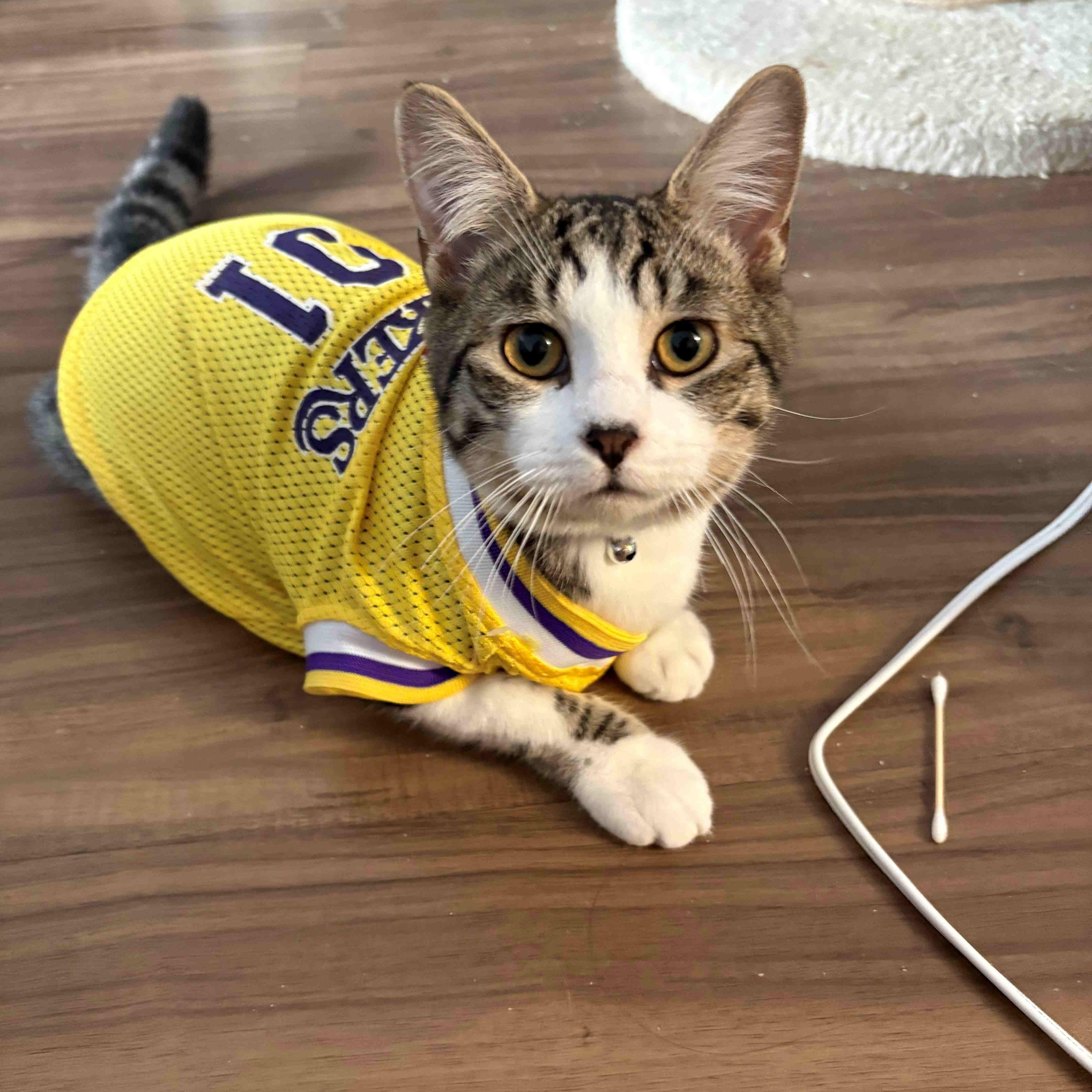 A baby medium-sized male Tabby (Brown / Chocolate) Domestic Short Hair cat named Reggie for adoption in Manhattan Beach, CA