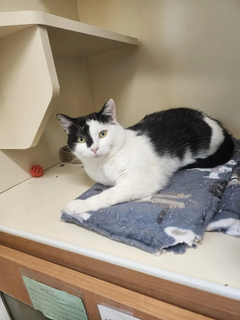 An adult large-sized male Domestic Short Hair cat named 25-413 for adoption in Ridgecrest, CA