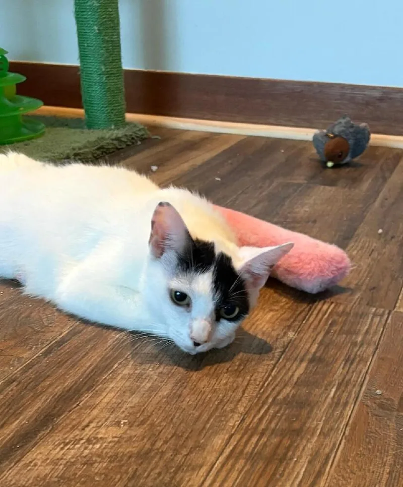 An adult small-sized female Black & White / Tuxedo Domestic Short Hair cat named Olympia for adoption in Mooresville, NC