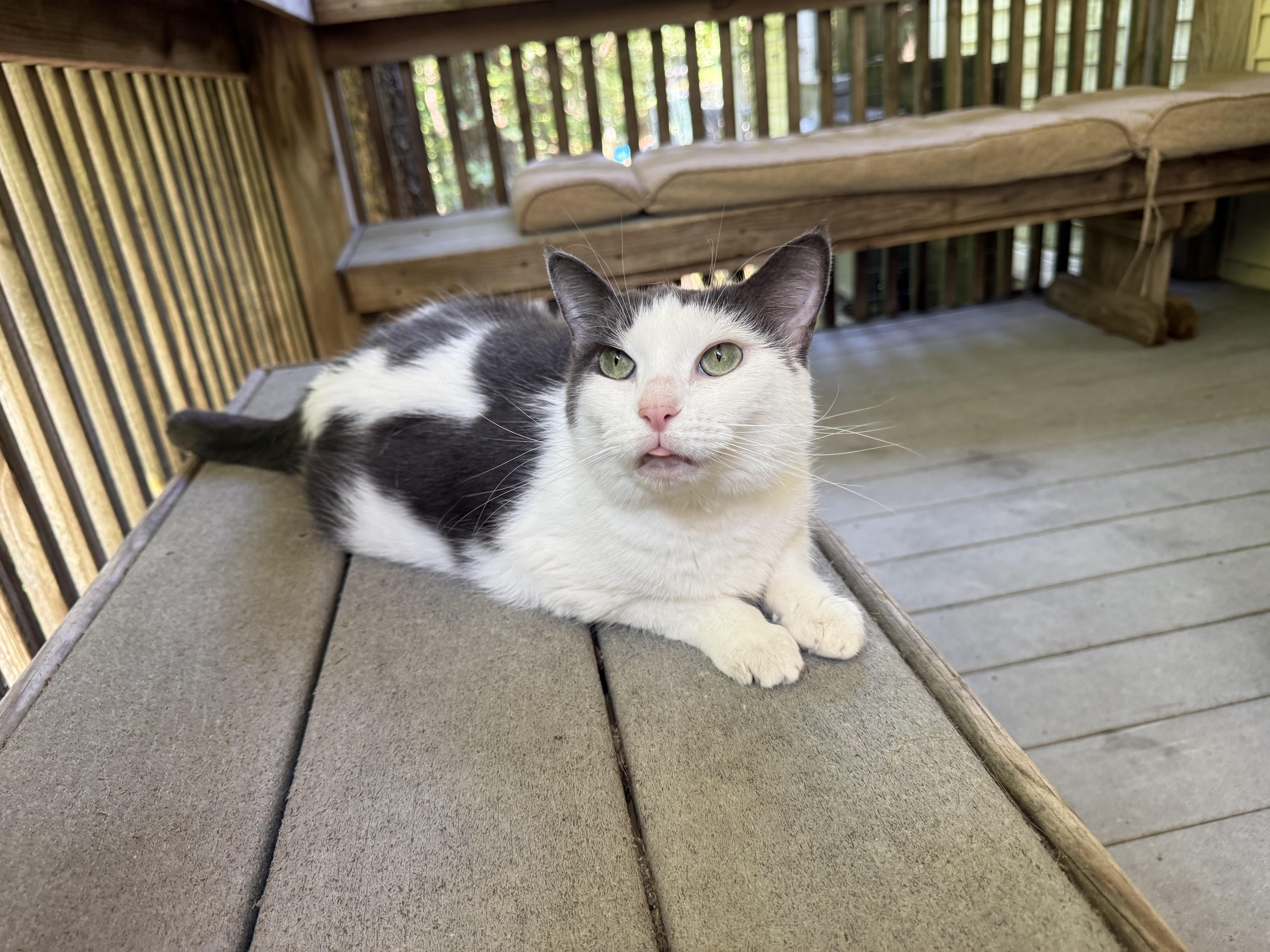 An adult large-sized male White Domestic Short Hair cat named Frog for adoption in Dellslow, WV