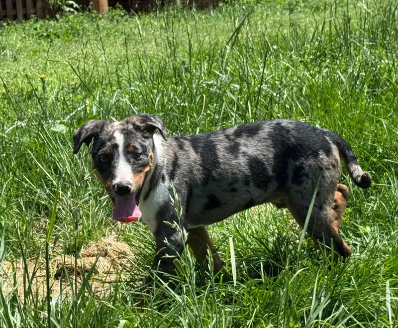 A baby medium-sized male Catahoula Leopard Dog dog named Sprig for adoption in Germantown, OH