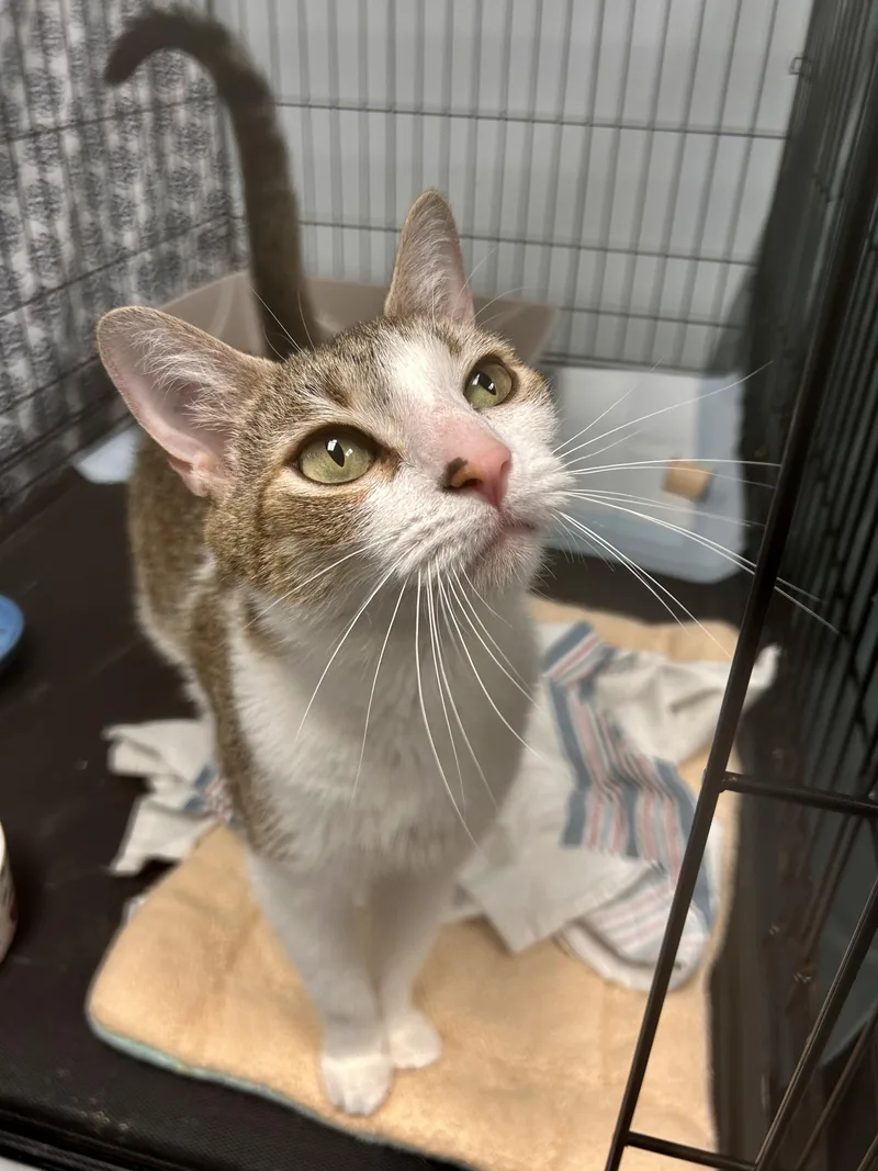A young medium-sized female Tabby (Brown / Chocolate) Tabby cat named Ella for adoption in Grand Rapids, MI