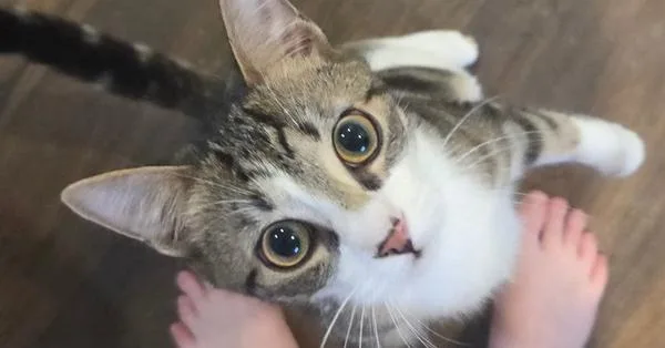 Care Bear thumbnail 2