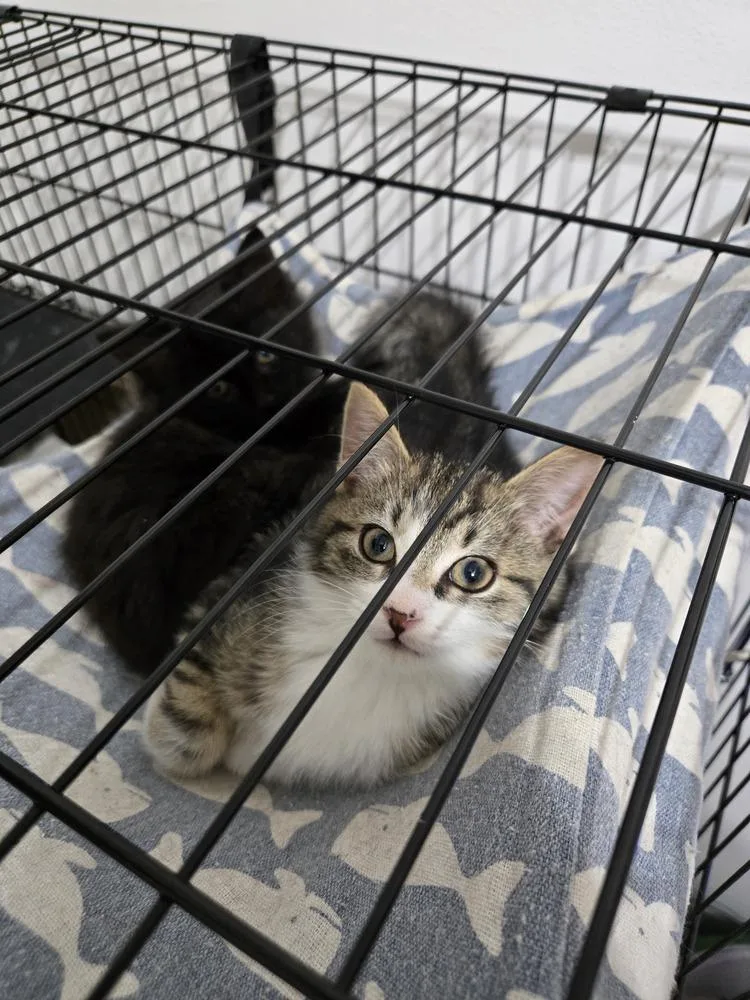 Care Bear thumbnail 3