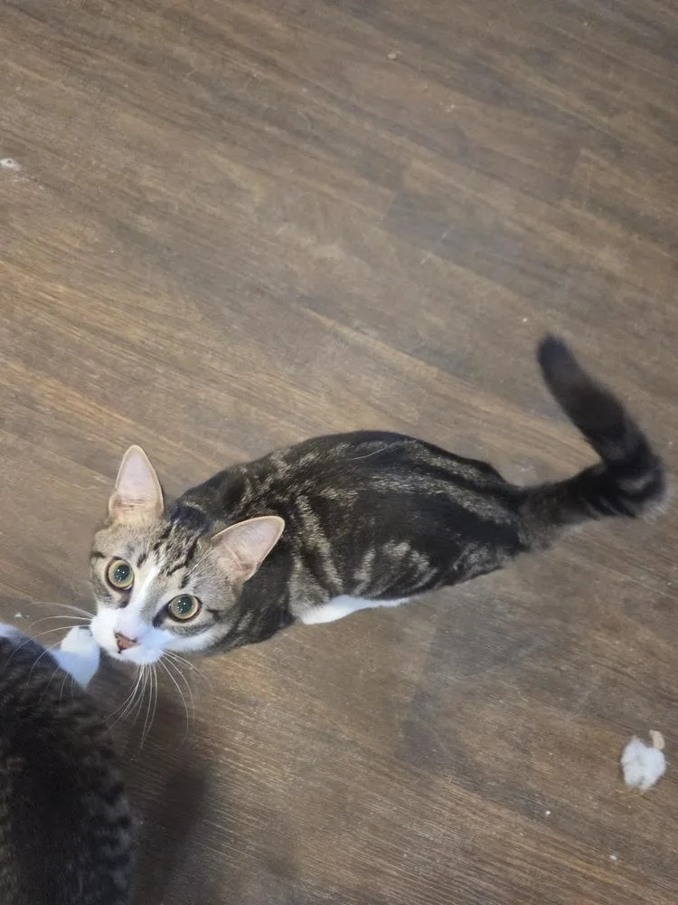 Care Bear thumbnail 4