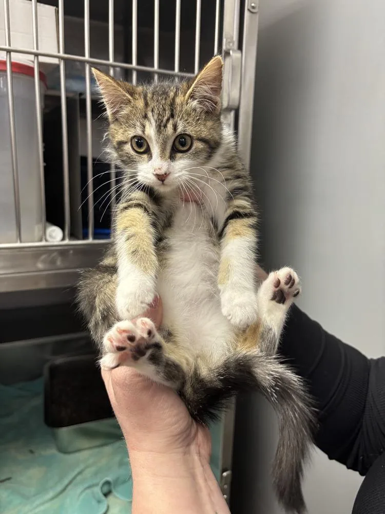 Care Bear thumbnail 5