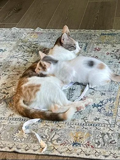 A baby small-sized female Calico Domestic Short Hair cat named Twix for adoption in Liverpool, TX