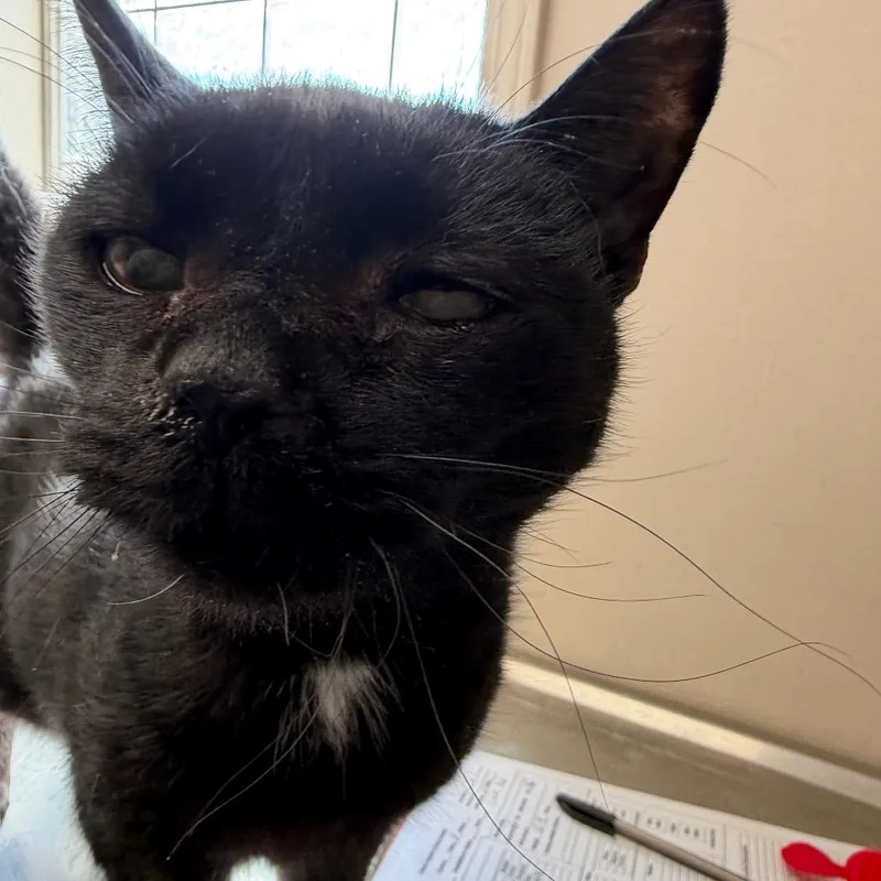 A senior medium-sized female Black Domestic Short Hair cat named Cutie Pie for adoption in Tuscaloosa, AL