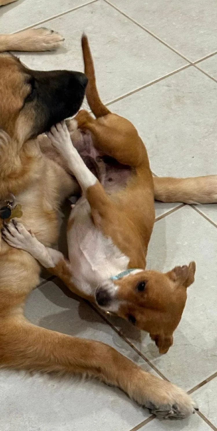 An adult small-sized female Jack Russell Terrier dog named Eevie for adoption in Queen Creek, AZ