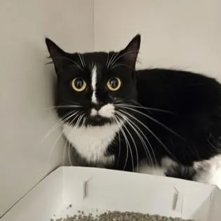An adult medium-sized female Black & White / Tuxedo Domestic Short Hair cat named Sour Patch for adoption in Phoenixville, PA