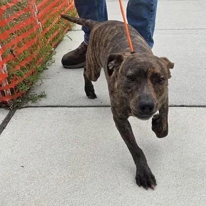 A baby medium-sized female Mixed Breed dog named CoCo for adoption in Voorhees, NJ