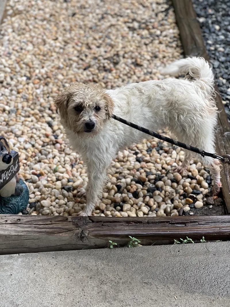 An adult small-sized female Border Terrier dog named Haze for adoption in Staley, NC
