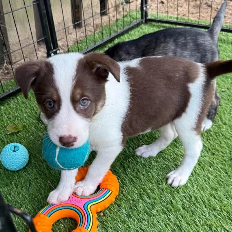 A baby large-sized female Brindle Husky dog named Demi for adoption in Griswold, CT