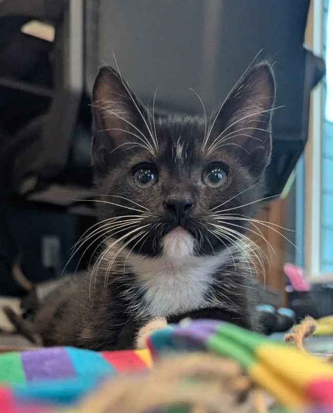 A baby medium-sized female Black & White / Tuxedo Domestic Short Hair cat named Eliza for adoption in Oviedo, FL