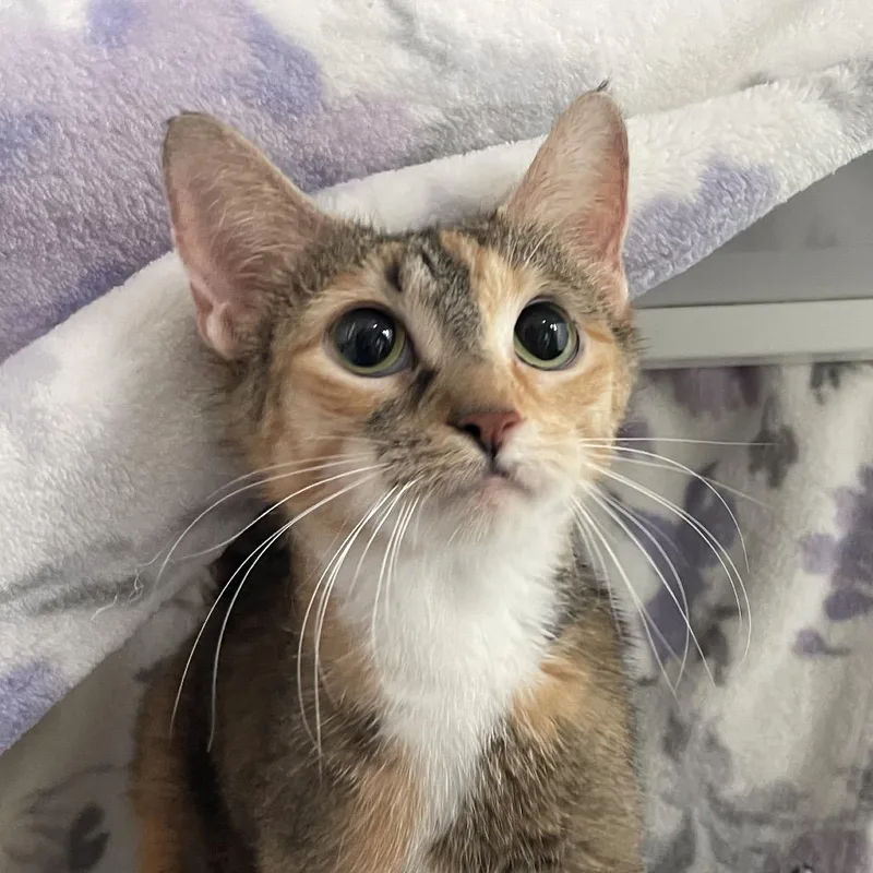 An adult medium-sized female Orange / Red Domestic Short Hair cat named Carol for adoption in Chicago, IL