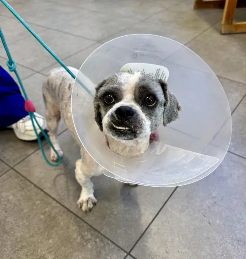 An adult small-sized male White / Cream Shih Tzu dog named Gizmo for adoption in Valley Village, CA