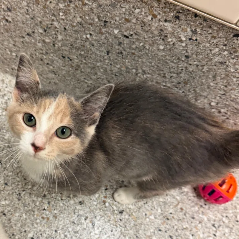 A baby small-sized female Black Domestic Short Hair cat named ChaCha for adoption in Detroit Lakes, MN