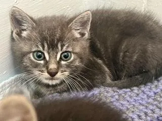 A young small-sized male Gray & White Tabby cat named Mr. Big for adoption in Oradell, NJ