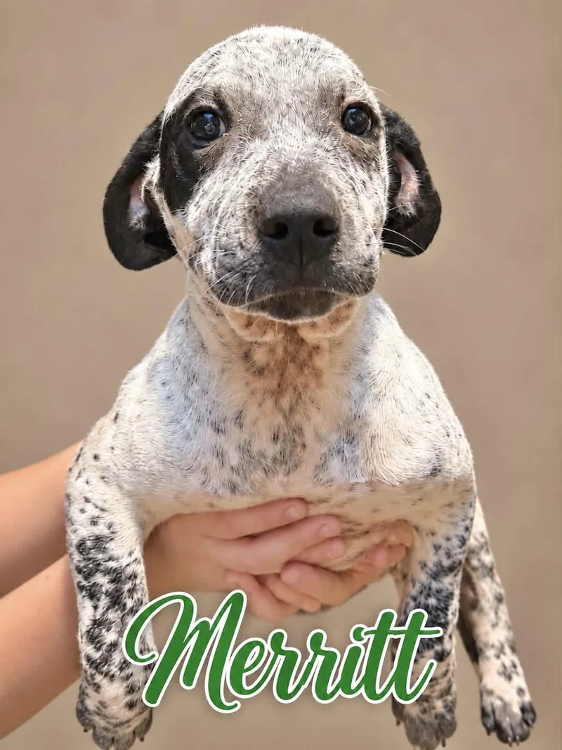 A baby medium-sized male Australian Cattle Dog / Blue Heeler dog named Merritt for adoption in Manchester, CT