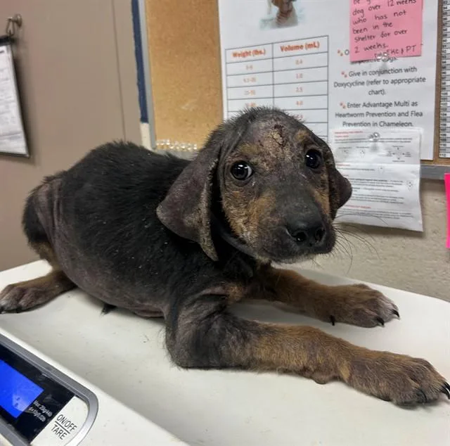 A baby small-sized male German Shepherd Dog dog named Timone for adoption in Conroe, TX