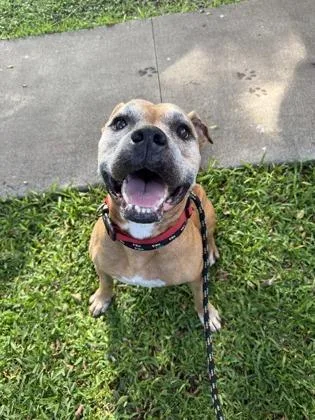 A senior large-sized male Pit Bull Terrier dog named Leonidas for adoption in Honolulu, HI