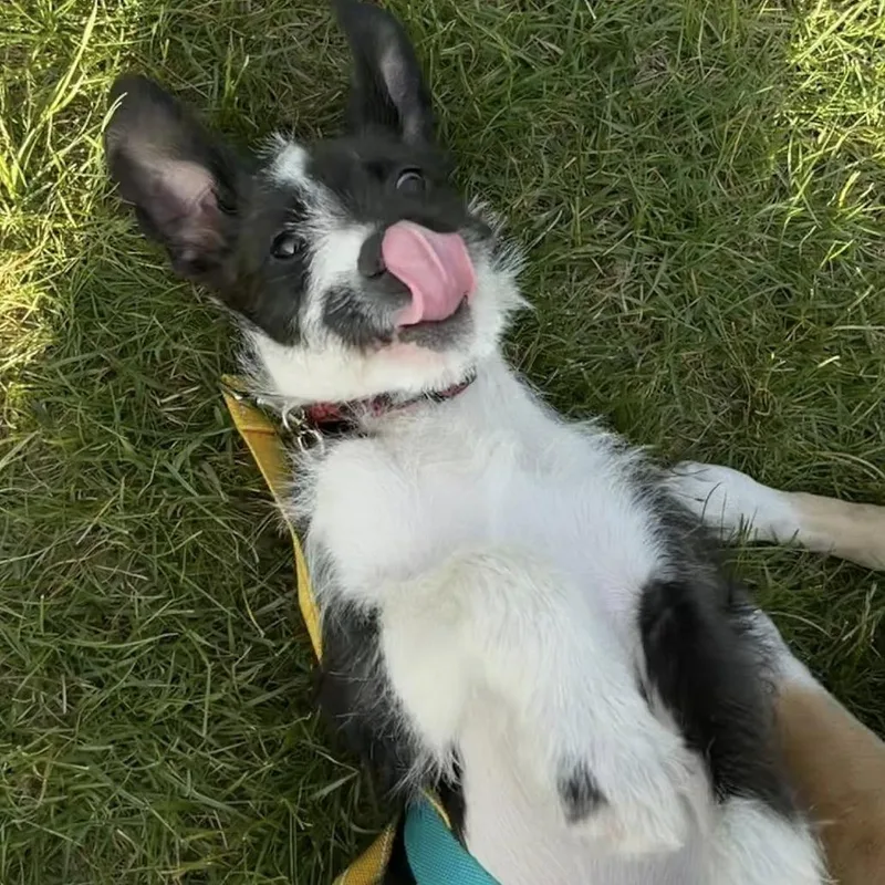 Sonny thumbnail 4