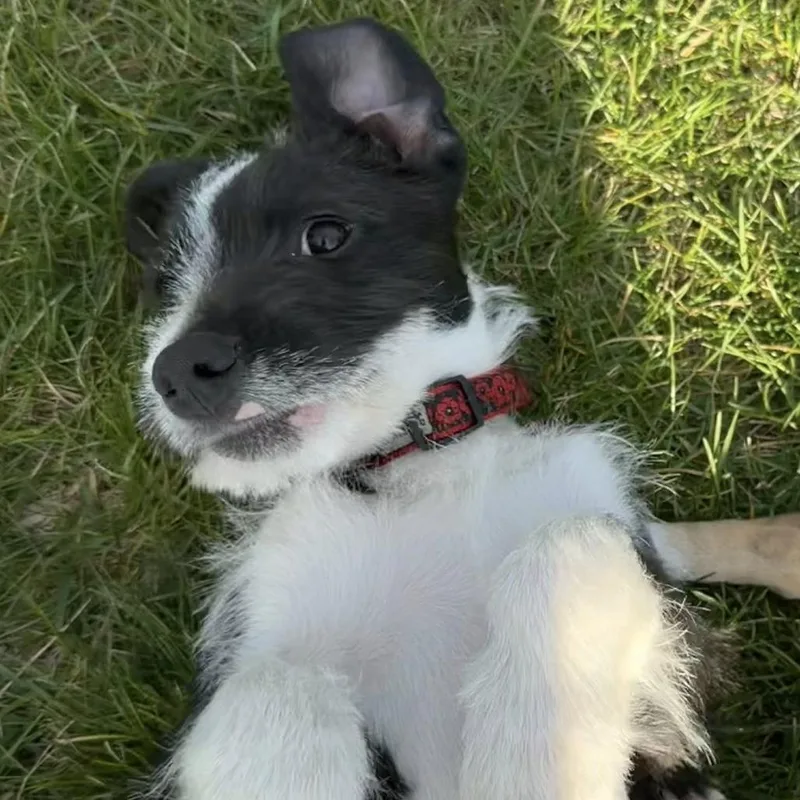 Sonny thumbnail 5