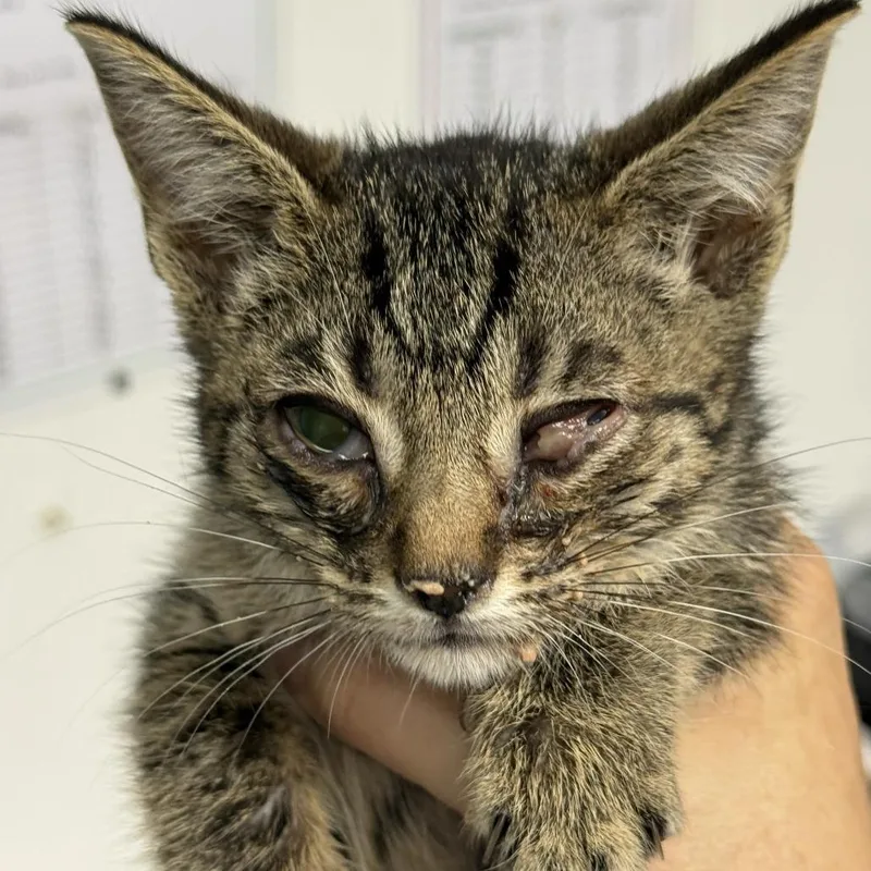 A baby small-sized male Brown / Chocolate Domestic Short Hair cat named Lindo for adoption in Austin, TX