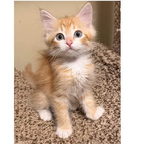 A baby medium-sized male Tabby cat named Paul for adoption in Salt Lake City, UT