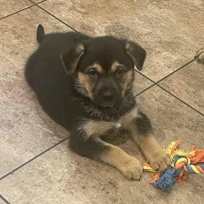 A baby medium-sized female Dutch Shepherd dog named Harrow for adoption in Cincinnati, OH