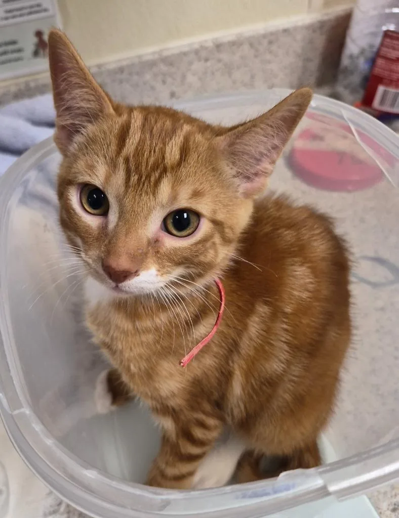 A baby medium-sized male Domestic Short Hair cat named Carmine for adoption in Christiansburg, VA