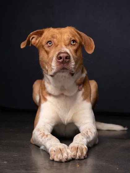 An adult large-sized male Mixed Breed dog named Cinco for adoption in Atlanta, GA