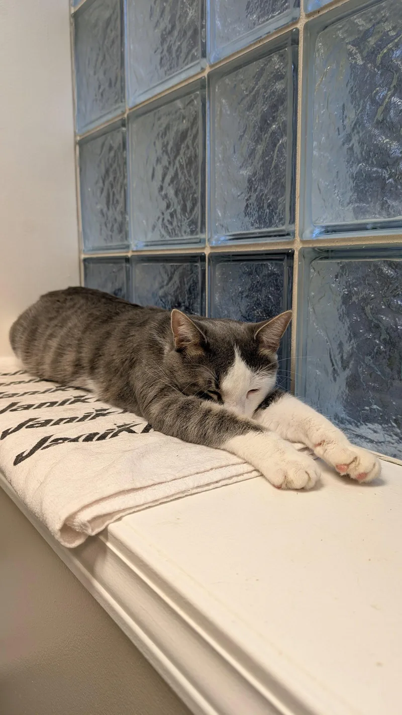 An adult medium-sized male Gray & White Domestic Short Hair cat named Rocco for adoption in Columbus, OH