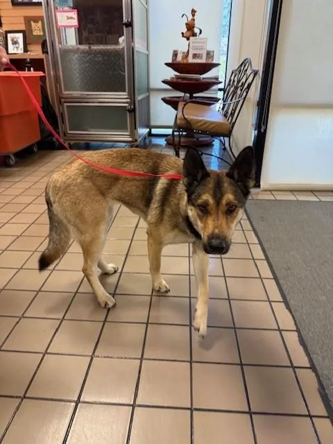 A young large-sized female German Shepherd Dog dog named Iris for adoption in Burbank, CA