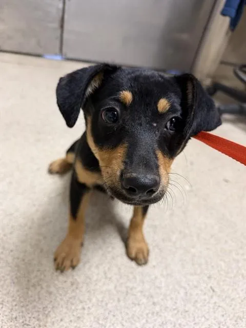 A baby small-sized female German Shepherd Dog dog named Fawn for adoption in Riverside, CA