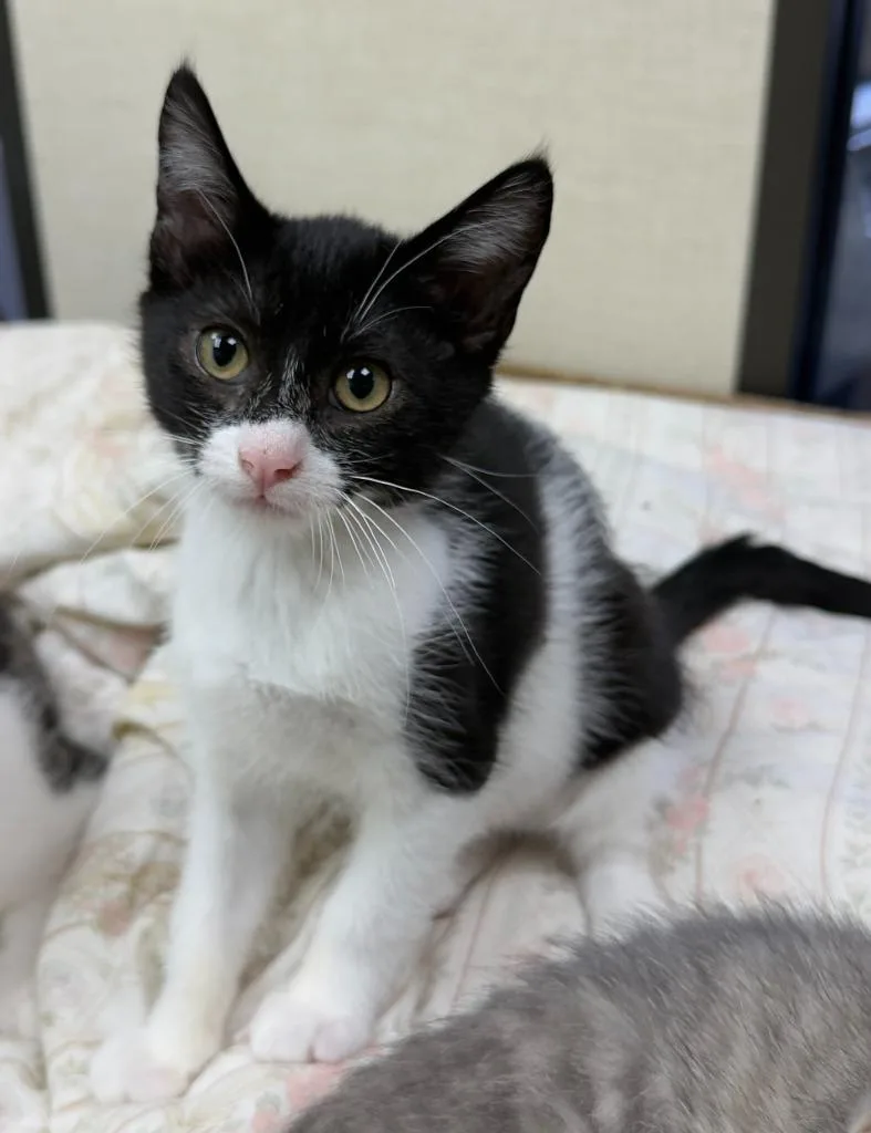 A baby medium-sized female Domestic Short Hair cat named Harper Harvey for adoption in San Pedro, CA