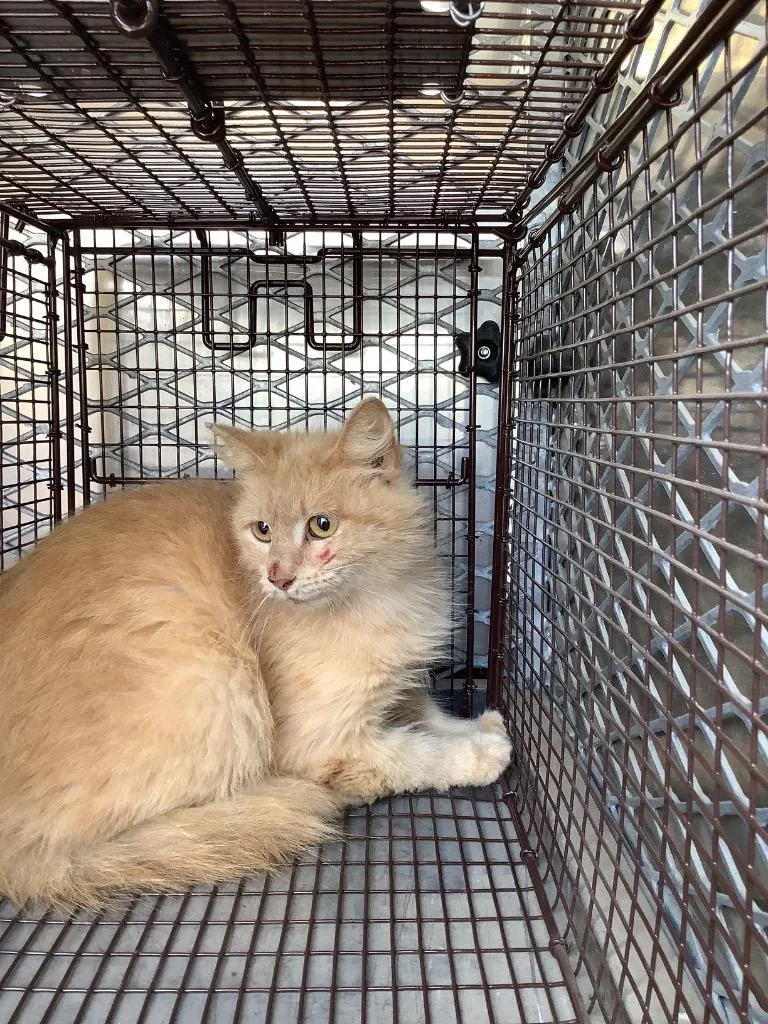 A young small-sized female Domestic Short Hair cat named Ying for adoption in New Braunfels, TX