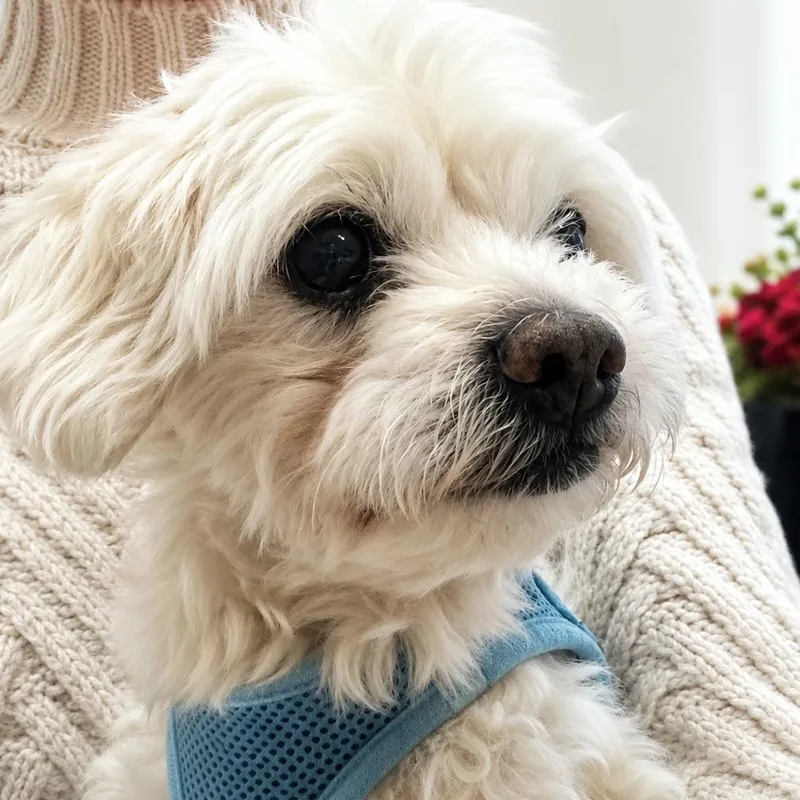 Pete