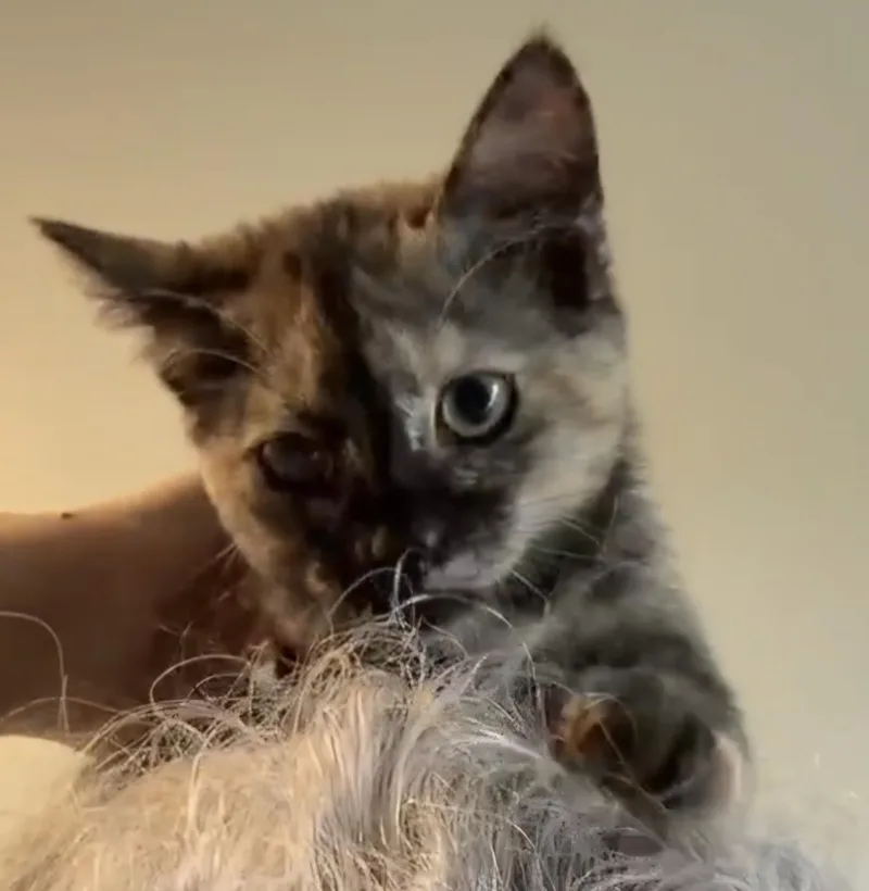 A baby small-sized female Tortoiseshell Domestic Short Hair cat named Thea for adoption in Bloomsdale, MO