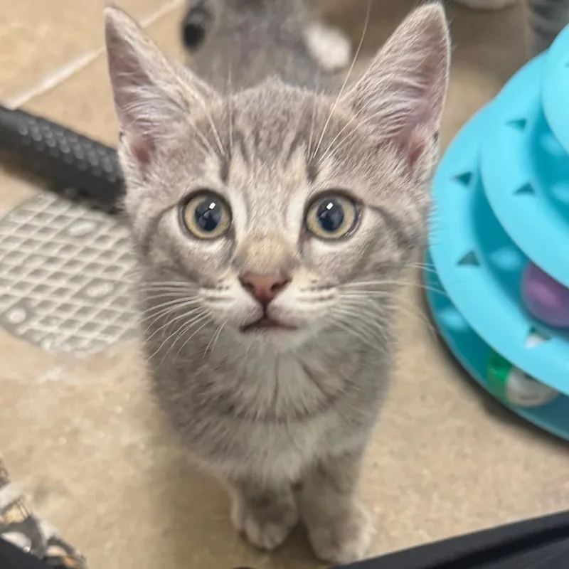 A baby small-sized male Gray / Blue / Silver Domestic Short Hair cat named John for adoption in York, PA