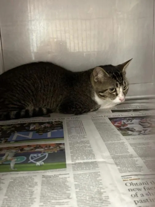 A young large-sized male Domestic Short Hair cat named Buggysocks for adoption in Chatsworth, CA