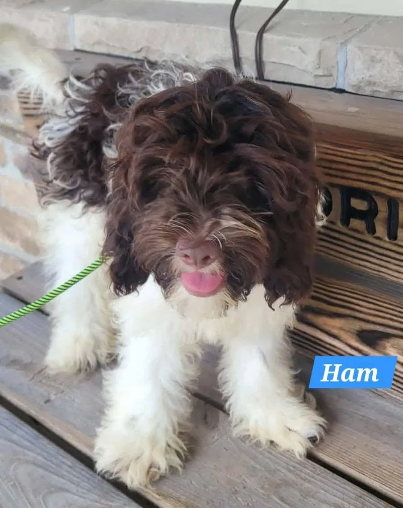 A baby small-sized male Cockapoo dog named Ham for adoption in St. Clairsville, OH