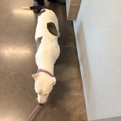 A young medium-sized male White / Cream American Staffordshire Terrier dog named Penguin for adoption in Horn Lake, MS