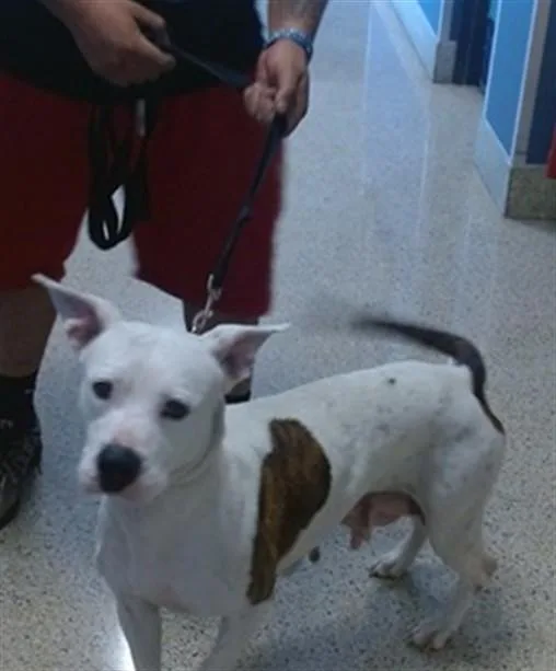 An adult large-sized female American Bulldog dog named Bonnie for adoption in Miami, FL