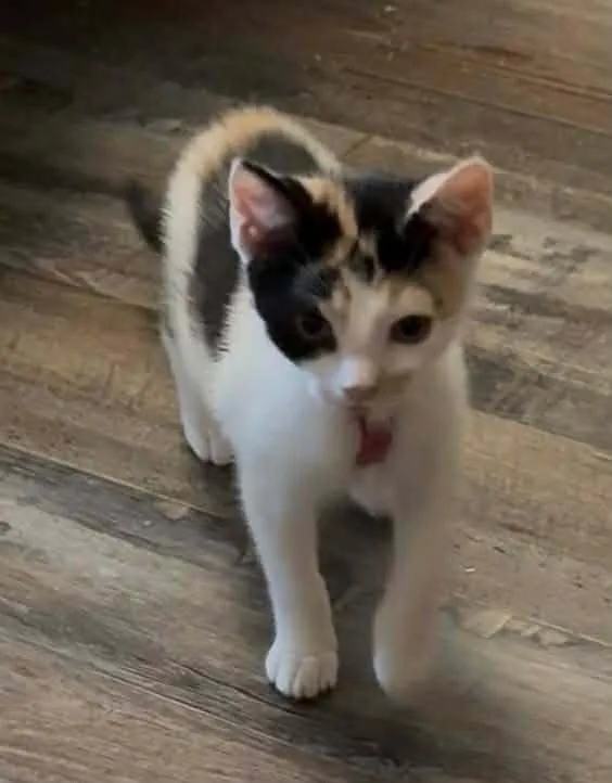 A baby small-sized female Domestic Short Hair cat named Ursula TB for adoption in Greenville, SC