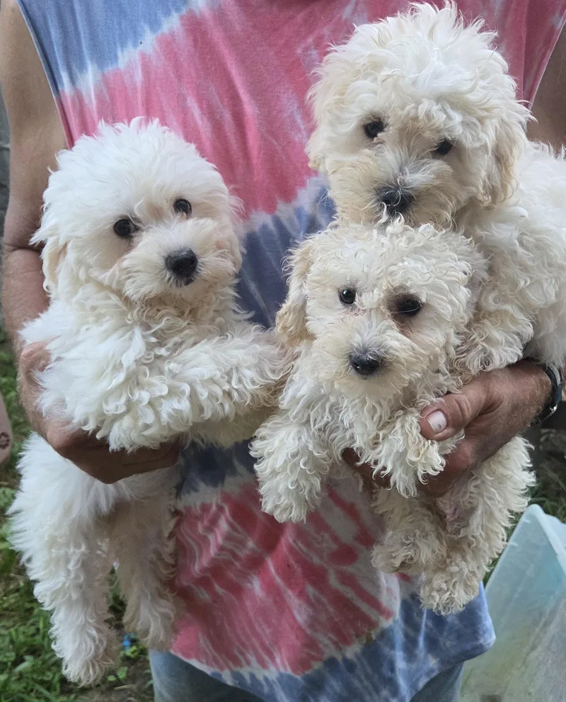 Maltipoo