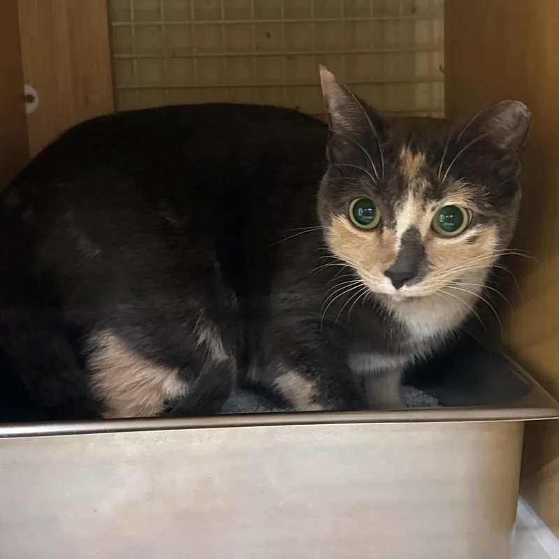 An adult medium-sized female Calico Domestic Short Hair cat named Willow for adoption in Ashland, VA