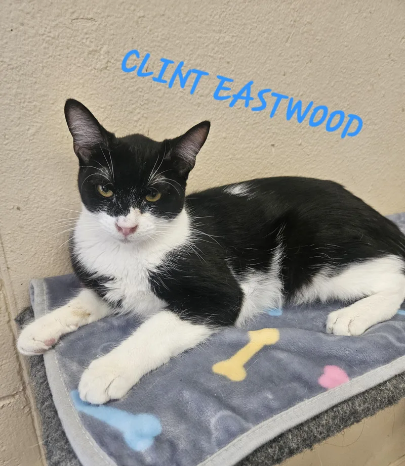 A baby medium-sized male Black & White / Tuxedo Domestic Short Hair cat named Clint Eastwood for adoption in Orange, CA