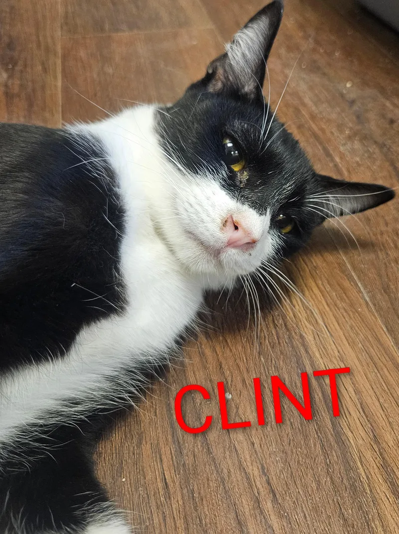 Clint Eastwood thumbnail 3